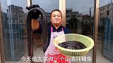 手臂粗的大河鳗，用2瓶老酒灌醉，这样做出来的醉鳗最好吃