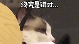 如何快速失去一只猫咪，让她吃醋就完事了