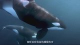 海洋顶级食肉动物的终极对接，虎鲸与鲨鱼谁更厉害