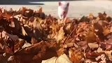 疯狂摇尾巴的快乐小猪