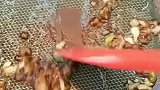 豆腐这样做，简单又营养，非常美味，大人老人孩子都爱吃！