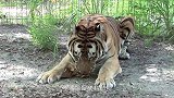 小老虎把猫咪当成同类，扑上去又亲又咬，猫咪：放开我我害怕