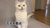 有些猫活着活着就越来越像个人了