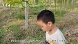 湛江｜亲自动手，当个小农夫，到百香果园采摘