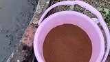 心疼喂鱼成本饲料涨价，挣钱不易