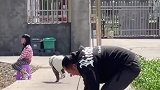 狗子把小主人拱下椅子，把椅子拿给主人
