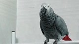 小灰喊妈妈，这声音像模像样的，好温柔，真可爱