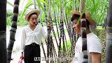 短剧：小伙剥错美女家甘蔗，美女来到说谢谢，知她单身立即问微信