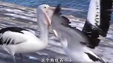 鹈鹕嘴大吃四方，活吞鸽子，甚至想吃掉同伴