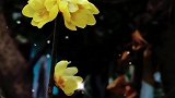 当你以为心已经荒芜，它却会出其不意开出花来。