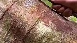第一次见肉桂皮采剥