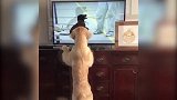 狗狗在电视里看到同伴，高兴的摇着尾巴，心情真的很舒适！