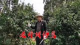 柑橘整体修剪技术要点总结，许立明老师现场分享第6讲
