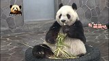 和轮胎融为一体的熊猫旦旦简直不要太可爱，尤其是那张娃娃脸
