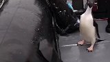 什么玩意搁我眼前飞过去了