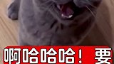 再给你介绍个小母猫