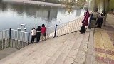 库尔勒有一条母亲河名为孔雀河，每年冬天有几百只天鹅来过冬。