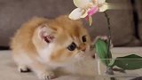 这么可爱的小猫咪，你会不爱吗？