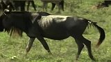 动物世界：角马野牛战狂狮，来自食草动物的愤怒