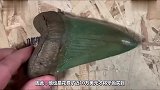 价值10万美元的恐龙牙齿，切开内部是怎样的钱花的有点冤枉