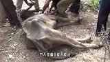 野牛被困数月后，已饿成了皮包骨了，还能活吗？