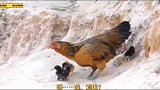 那鹰不如鸡，母鸡也是为母则刚，给老鹰一顿爆锤