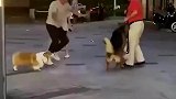 小狗与大狗打架，主人见状怒踹大狗
