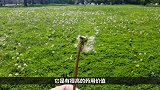 蒲公英里加一物，天天坚持泡水喝，滋补肾脏重回十八岁！