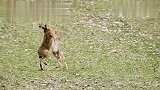 野兔在草地上追逐,直立着身子互相搏击,像拳击手一样
