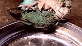 原来小鸟也会抠鼻屎