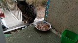 自从有了管家的猫，小野现在来吃饭可不容易了！