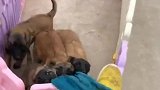 牛爸遛狗跟小马犬拔河，结果狗子推翻围墙成功越狱，这下糗大了