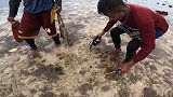 菲律宾渔民使用自制陷阱抓捕巨型黄金皮皮虾