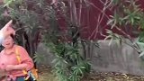 原来鲜花真的是可以插在牛粪上的啊