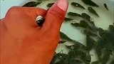 海边抓螃蟹的时候抓的河豚，肚子还会变大！