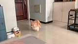 天天在家自这么高兴，也不知道为啥
