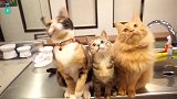 萌萌小猫同步晃脑袋，越看越好笑，大户人家的快乐啊
