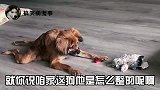 这狗是出生的时候追尾了吧