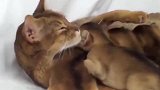 这是在一起玩的猫咪们啊，看这可爱的小样子，真是太逗了呢！