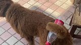 狗子尾巴直接把瓶子夹住