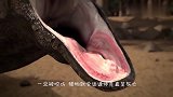 科莫多巨蜥袭击猫窝，猫妈妈尖叫奋力反抗，接下来会发生什么