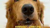主人想试探金毛轮胎会不会原谅他，开始主人很感动，结果被打脸
