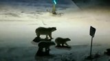 战斗民族也害怕！俄罗斯小镇涌入数十只北极熊，大街上溜达