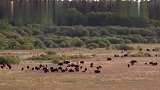 生命故事：狼群捕杀猎物,野牛妈妈带小野牛逃命,上演逆袭大反击