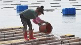 春运母亲新年第一份工 在福建养海参:做到清明，1天能挣三百块