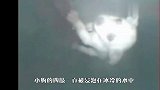 流浪狗的悲哀，小狗掉进下水道，狗妈妈只能眼睁睁看着