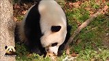 熊猫宝宝手里握着小苹果，吃得津津有味，抱起水果冰更是爱不释口
