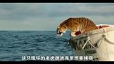 老虎下海捕猎，却被男人嘲笑