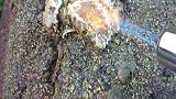 赶海又遇大退潮，带把喷火工具去海边吃自助餐了