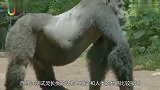 猩猩和小孩一起长大，自己认为是人类，9个月后专家被迫终止实验